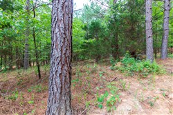 property photo for Whiskey Ridge Tract 81, 9 acres for sale in Henderson County, Tennessee