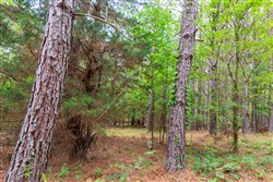 property photo for Whiskey Ridge Tract 81, 9 acres for sale in Henderson County, Tennessee