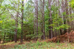 property photo for Whiskey Ridge Tract 81, 9 acres for sale in Henderson County, Tennessee