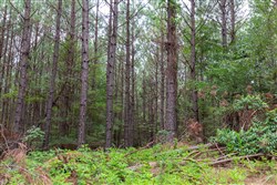 property photo for Whiskey Ridge Tract 81, 9 acres for sale in Henderson County, Tennessee