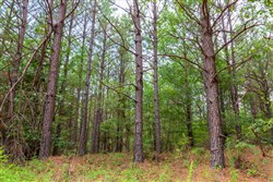 property photo for Whiskey Ridge Tract 81, 9 acres for sale in Henderson County, Tennessee