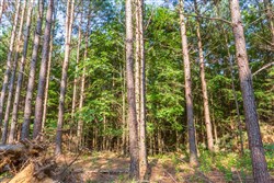 property photo for Whiskey Ridge Tract 82, 14.93 acres for sale in Henderson County, Tennessee