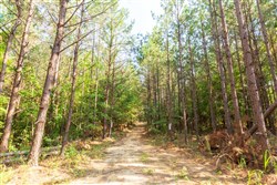 property photo for Whiskey Ridge Tract 82, 14.93 acres for sale in Henderson County, Tennessee