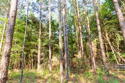 property photo for Whiskey Ridge Tract 82, 14.93 acres for sale in Henderson County, Tennessee