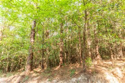 property photo for Whiskey Ridge Tract 82, 14.93 acres for sale in Henderson County, Tennessee