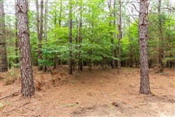 Whiskey Ridge Tract 83