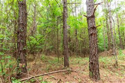 Whiskey Ridge Tract 83