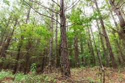 Whiskey Ridge Tract 83