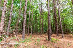 property photo for Whiskey Ridge Tract 84, 9.77 acres for sale in Henderson County, Tennessee