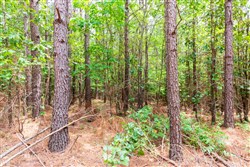 property photo for Whiskey Ridge Tract 84, 9.77 acres for sale in Henderson County, Tennessee