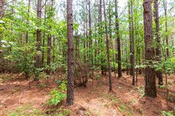 property photo for Whiskey Ridge Tract 84, 9.77 acres for sale in Henderson County, Tennessee