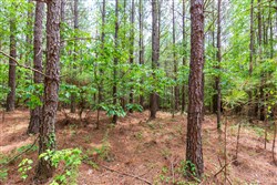 property photo for Whiskey Ridge Tract 84, 9.77 acres for sale in Henderson County, Tennessee