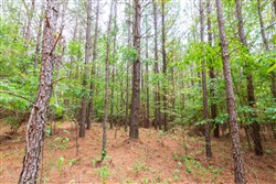 property photo for Whiskey Ridge Tract 84, 9.77 acres for sale in Henderson County, Tennessee