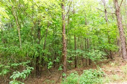 Whiskey Ridge Tract 85