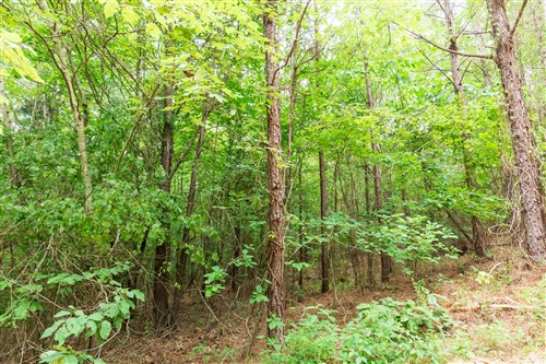 Whiskey Ridge Tract 85