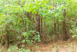 Whiskey Ridge Tract 85