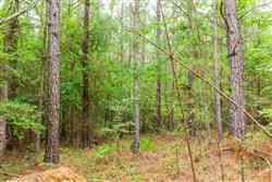 Whiskey Ridge Tract 85