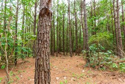 Whiskey Ridge Tract 86