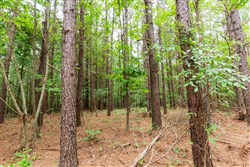 Whiskey Ridge Tract 86