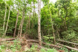 Whiskey Ridge Tract 87