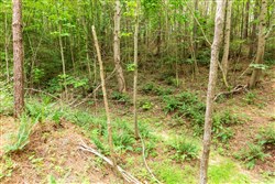 Whiskey Ridge Tract 87