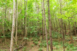 Whiskey Ridge Tract 87