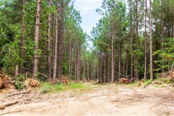 property photo for Whiskey Ridge Tract 89, 7.98 acres for sale in Henderson County, Tennessee