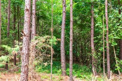 property photo for Whiskey Ridge Tract 89, 7.98 acres for sale in Henderson County, Tennessee