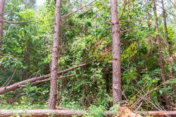 property photo for Whiskey Ridge Tract 89, 7.98 acres for sale in Henderson County, Tennessee