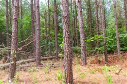 property photo for Whiskey Ridge Tract 89, 7.98 acres for sale in Henderson County, Tennessee