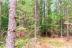 property photo for Whiskey Ridge Tract 89, 7.98 acres for sale in Henderson County, Tennessee
