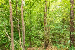 property photo for Whiskey Ridge Tract 9, 5.17 acres for sale in Henderson County, Tennessee