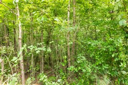 property photo for Whiskey Ridge Tract 9, 5.17 acres for sale in Henderson County, Tennessee