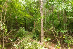 property photo for Whiskey Ridge Tract 9, 5.17 acres for sale in Henderson County, Tennessee