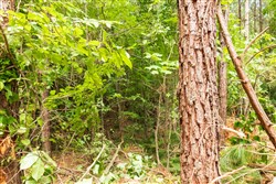 property photo for Whiskey Ridge Tract 9, 5.17 acres for sale in Henderson County, Tennessee
