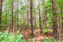 Whiskey Ridge Tract 90