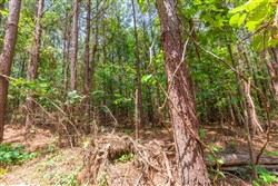 Whiskey Ridge Tract 90