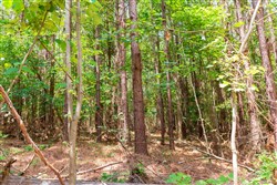 Whiskey Ridge Tract 90