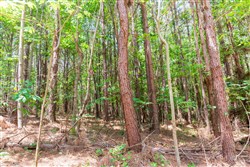 Whiskey Ridge Tract 90