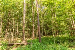 Whiskey Ridge Tract 91