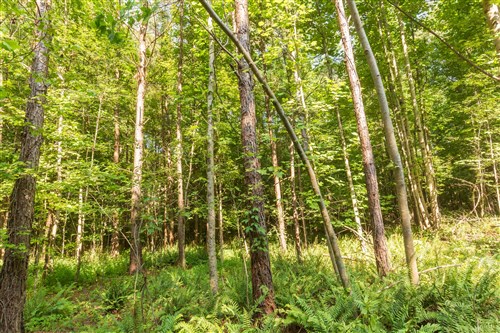 Whiskey Ridge Tract 91
