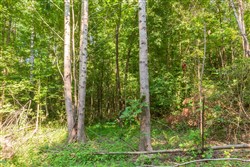 Whiskey Ridge Tract 91