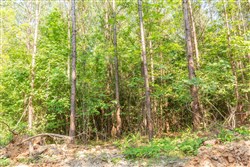 Whiskey Ridge Tract 91