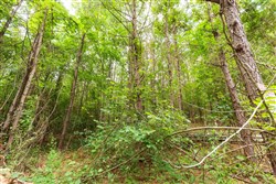Whiskey Ridge Tract 93