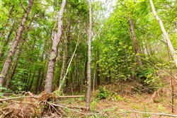 Whiskey Ridge Tract 93
