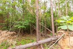 Whiskey Ridge Tract 93