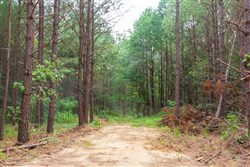 property photo for Whiskey Ridge Tract 94, 9.98 acres for sale in Henderson County, Tennessee