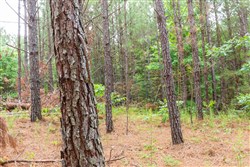 property photo for Whiskey Ridge Tract 94, 9.98 acres for sale in Henderson County, Tennessee