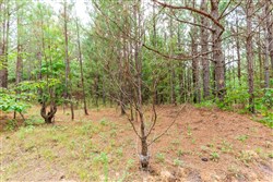 property photo for Whiskey Ridge Tract 94, 9.98 acres for sale in Henderson County, Tennessee