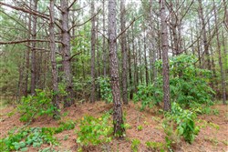 property photo for Whiskey Ridge Tract 94, 9.98 acres for sale in Henderson County, Tennessee